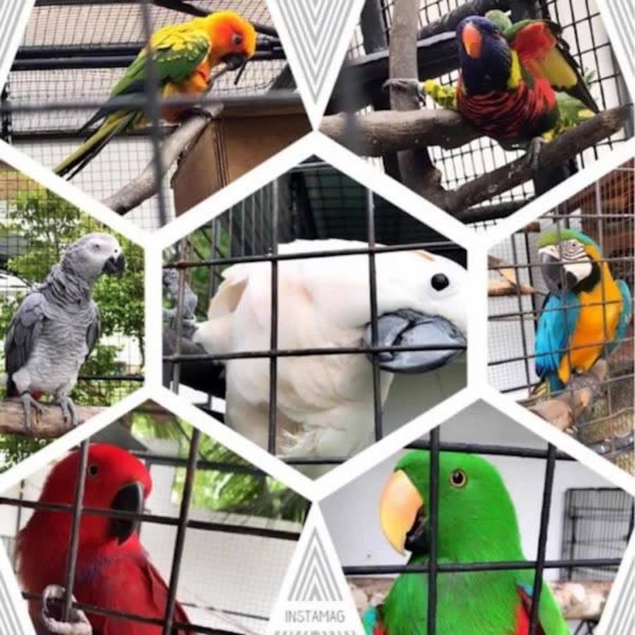 Parrot Resort מואלבואל מראה חיצוני תמונה